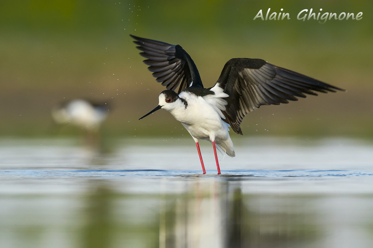 Cavaliere d'Italia alla romana 2