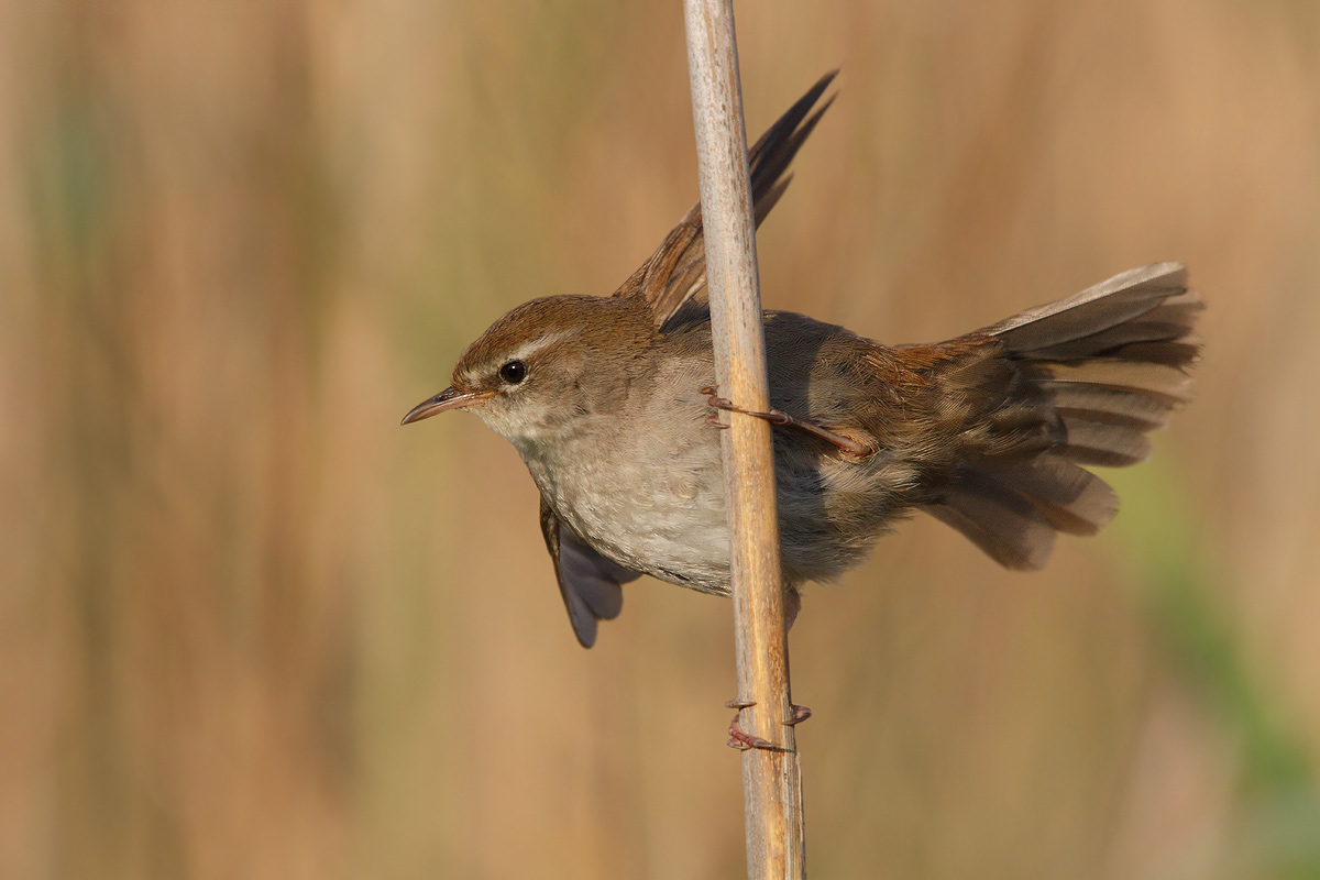Cetti's Warbler