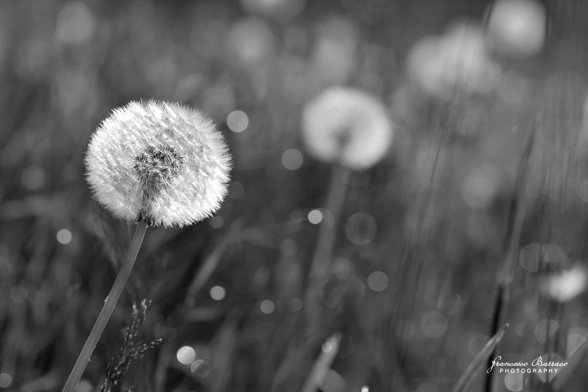 Macro black and white