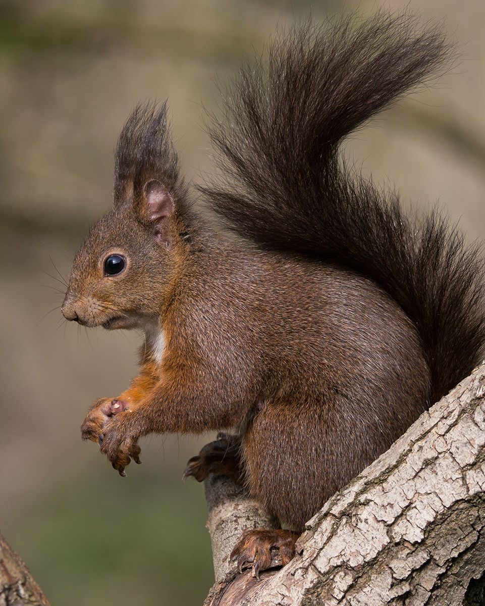 Scoiattolo rosso (adulto)