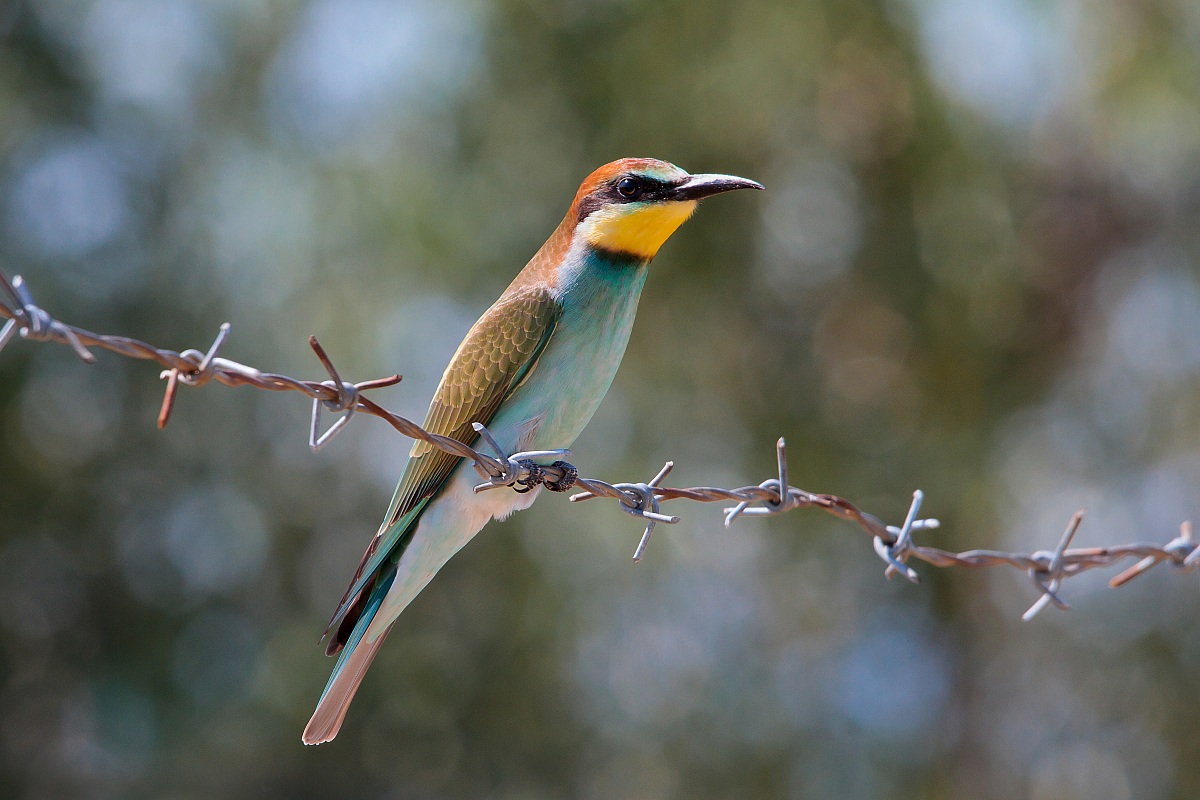 Bee-Eater