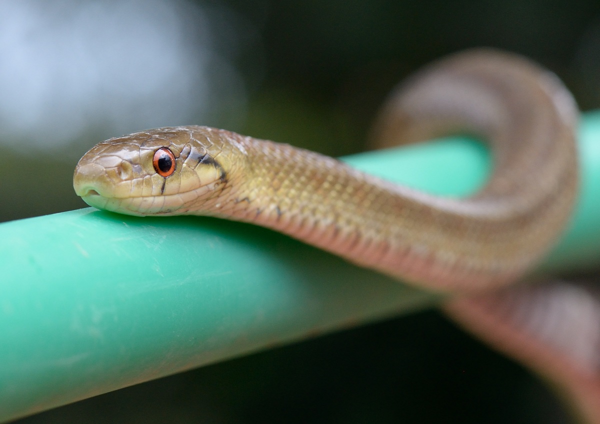 Colubrid, Elaphe lineata