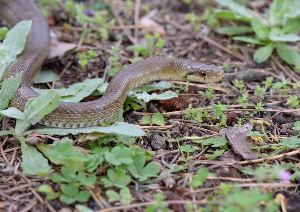 Colubrid, Elaphe lineata