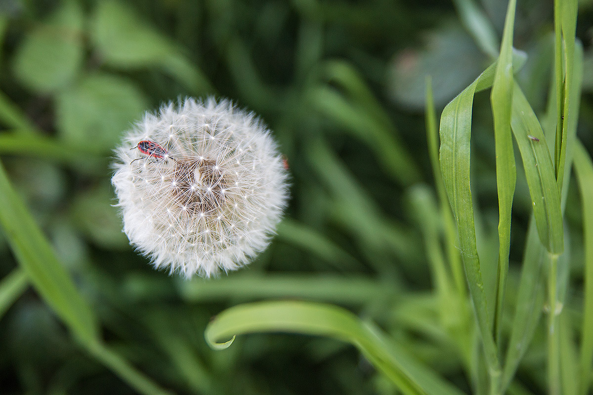 dandelion