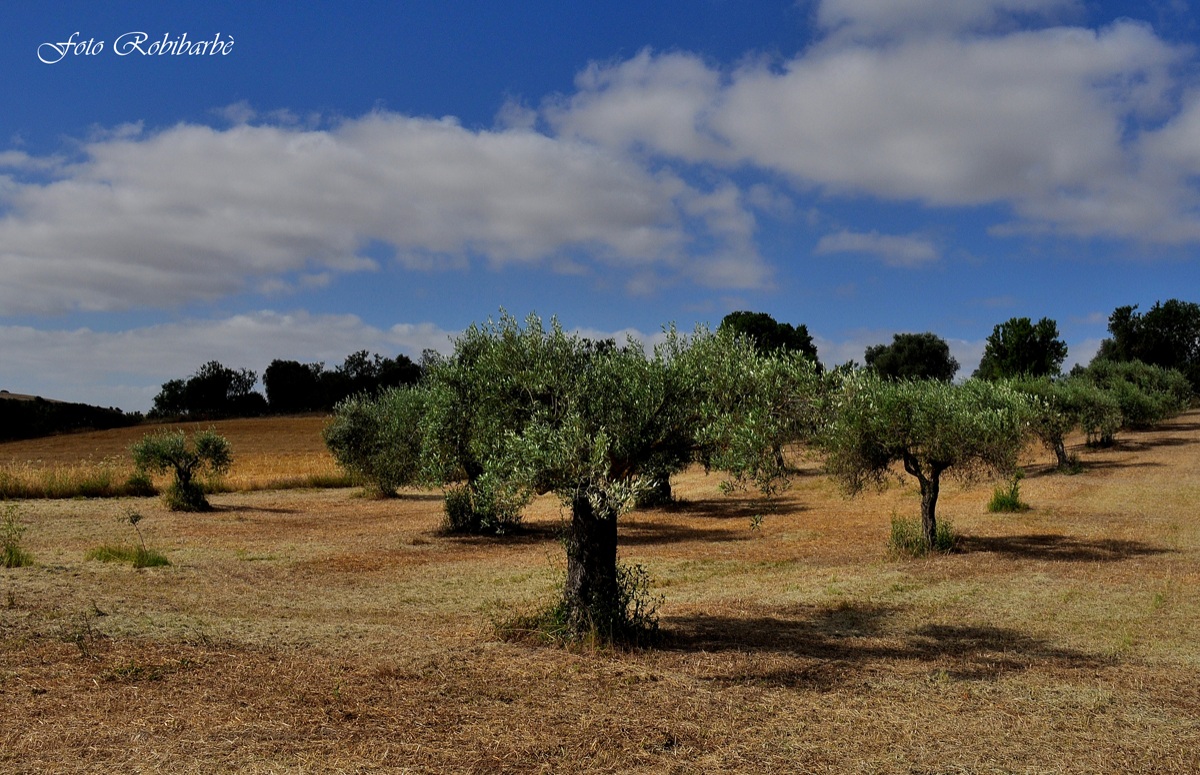 Olive grove in Sarcidano .....