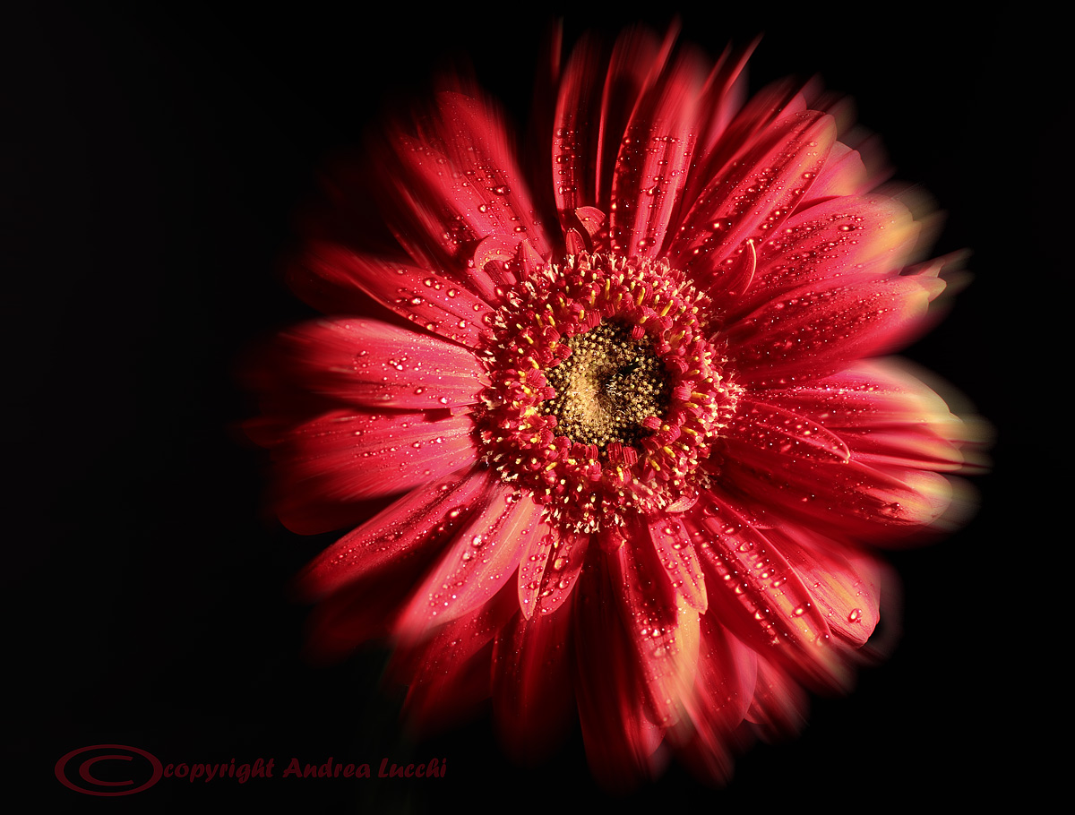 gerbera fantasy