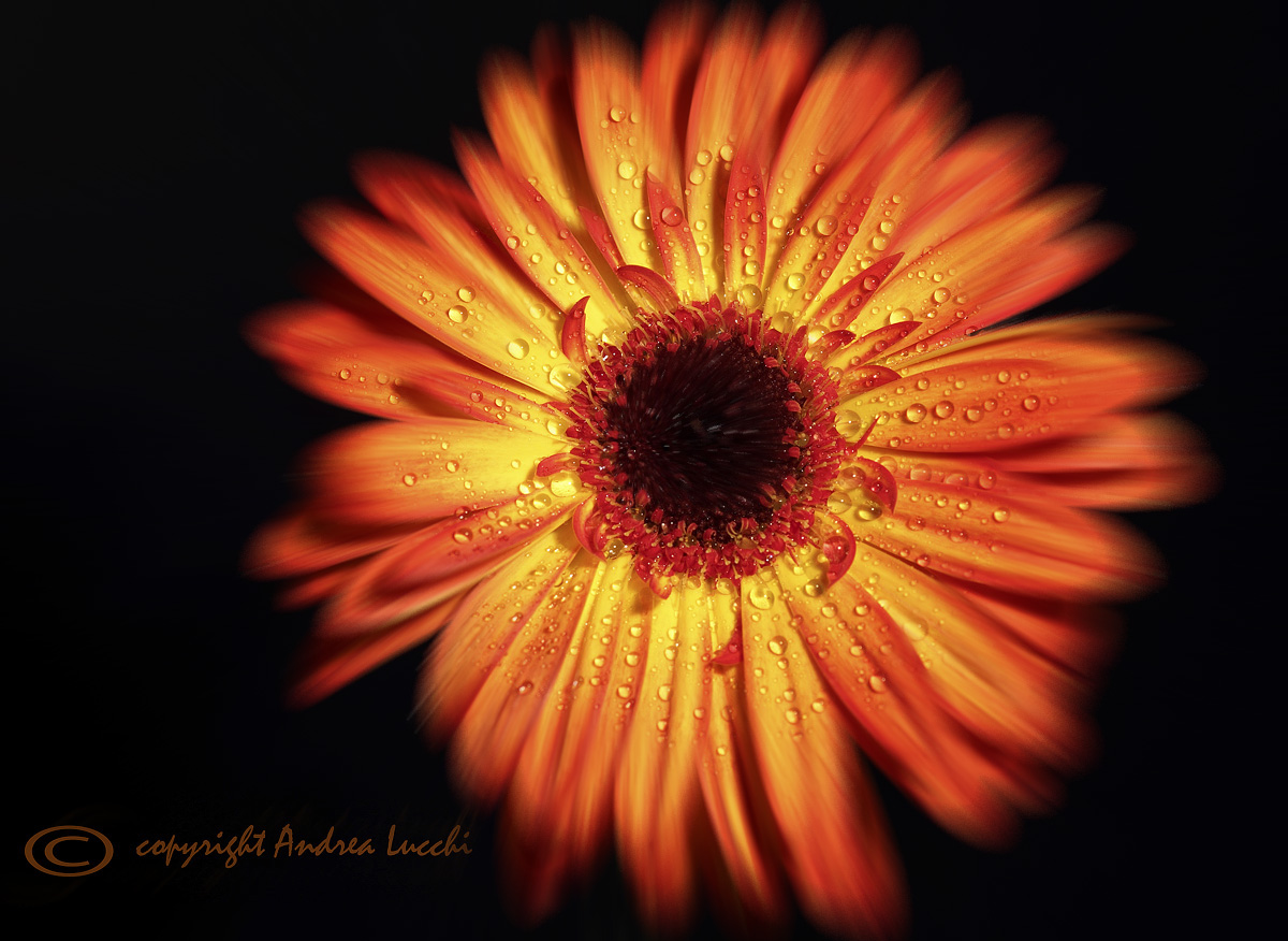 gerbera fantasy