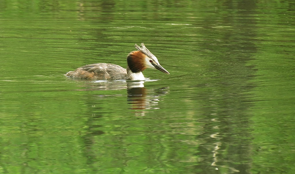 Grebe