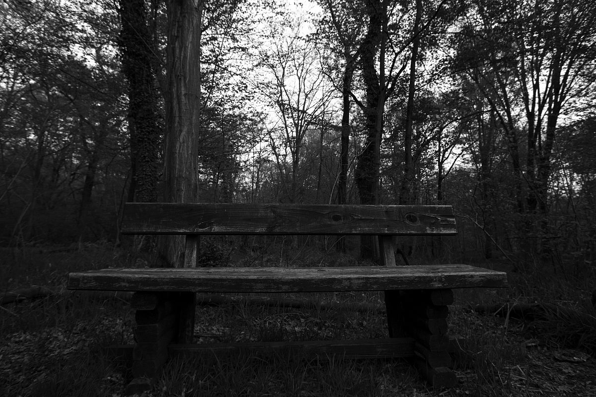 meditating in the woods