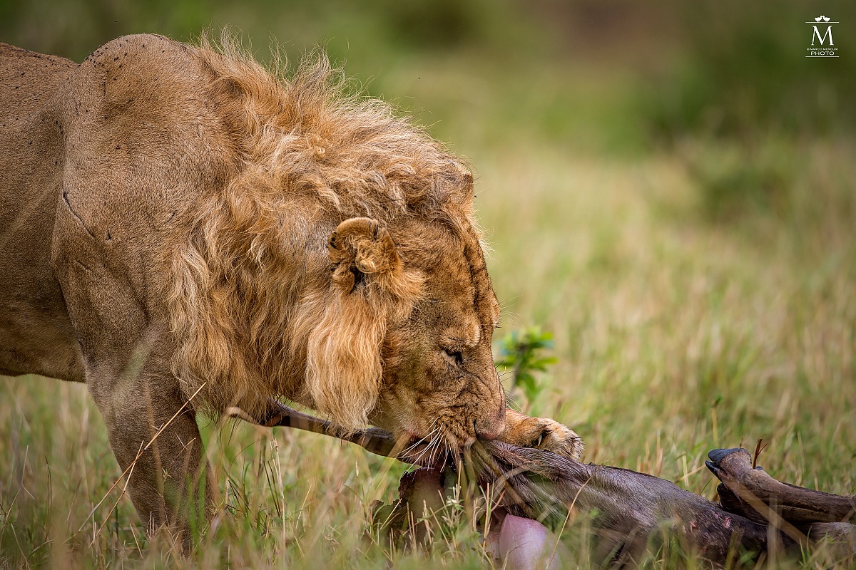 Under the clutches of Leo.