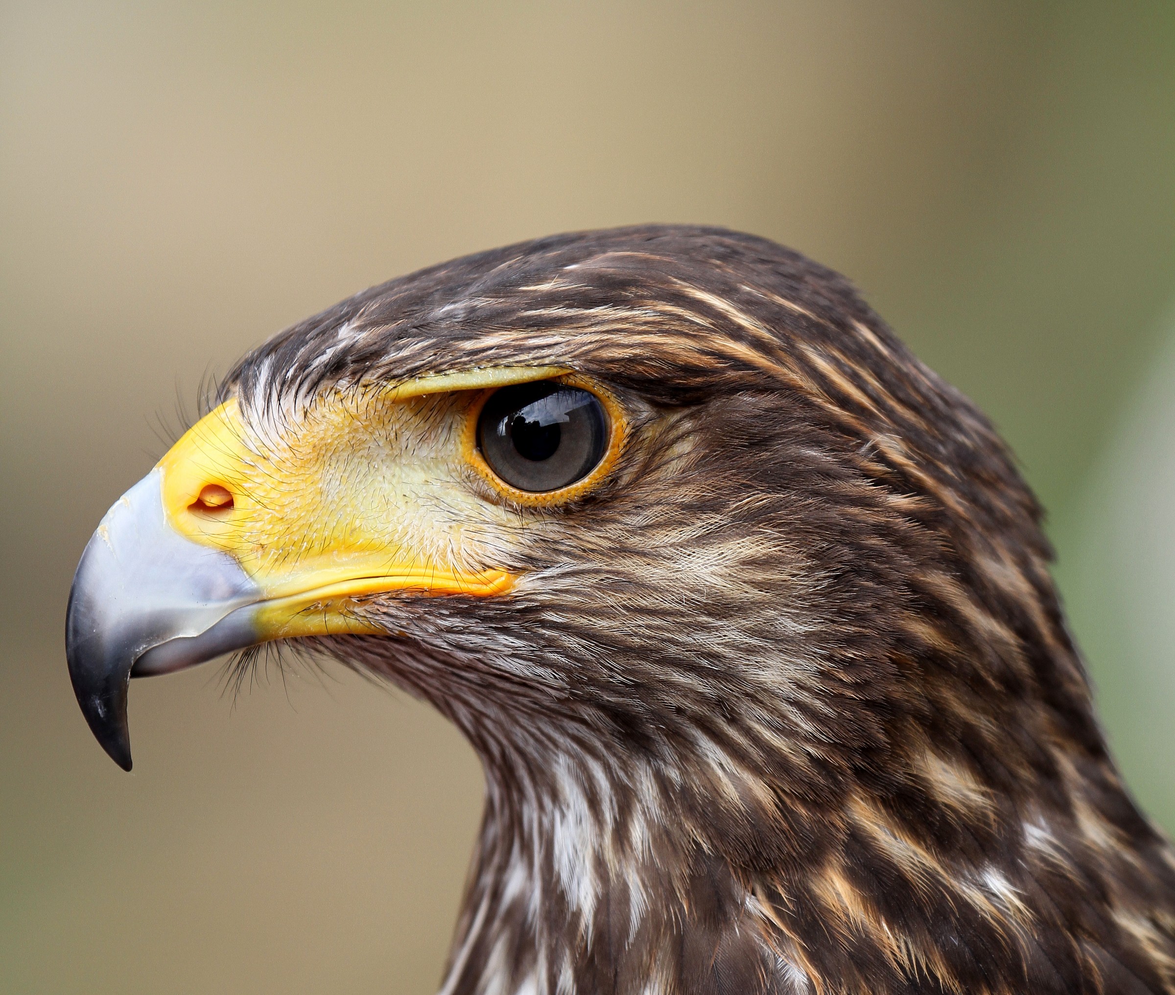 Portrait of a Buzzard