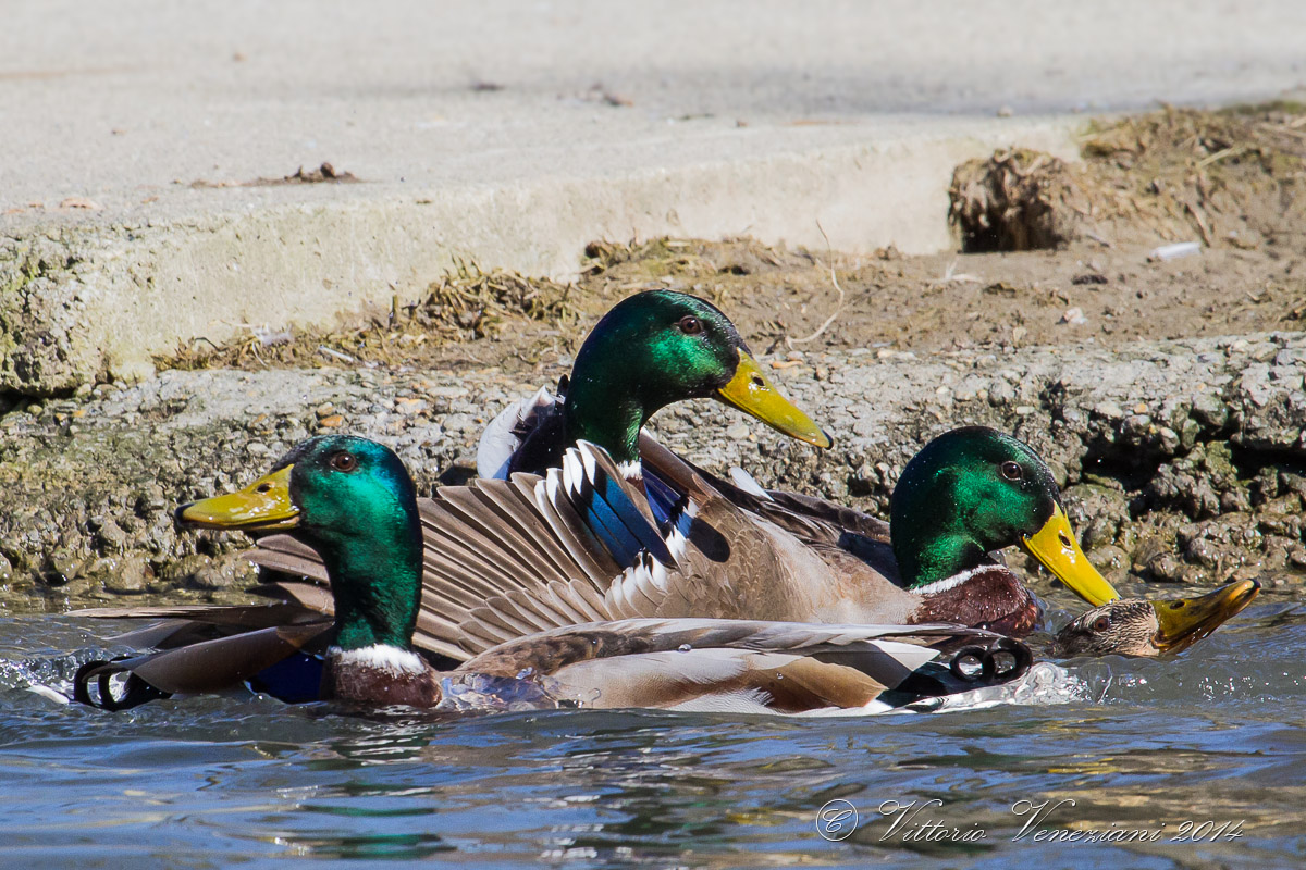 ...movimento per quattro....
