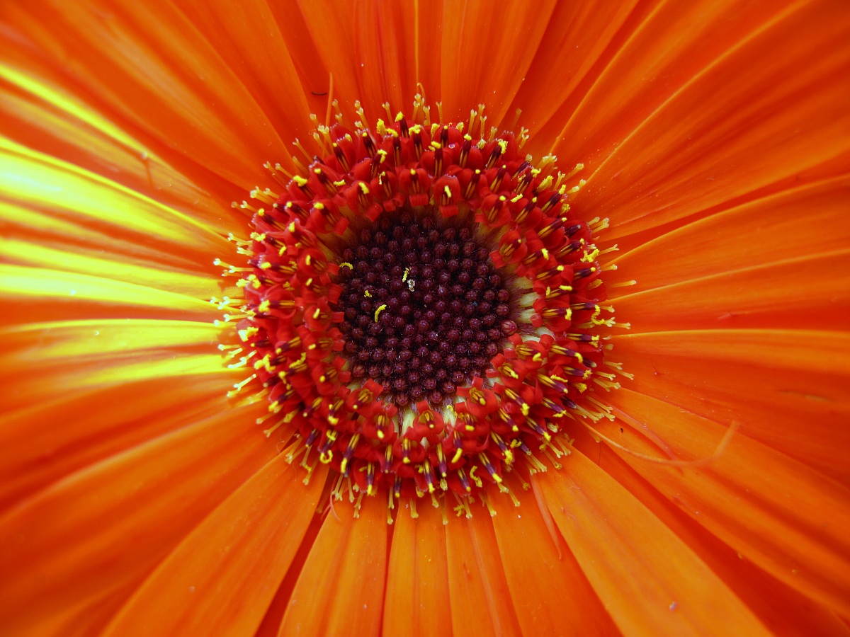 Gerbera