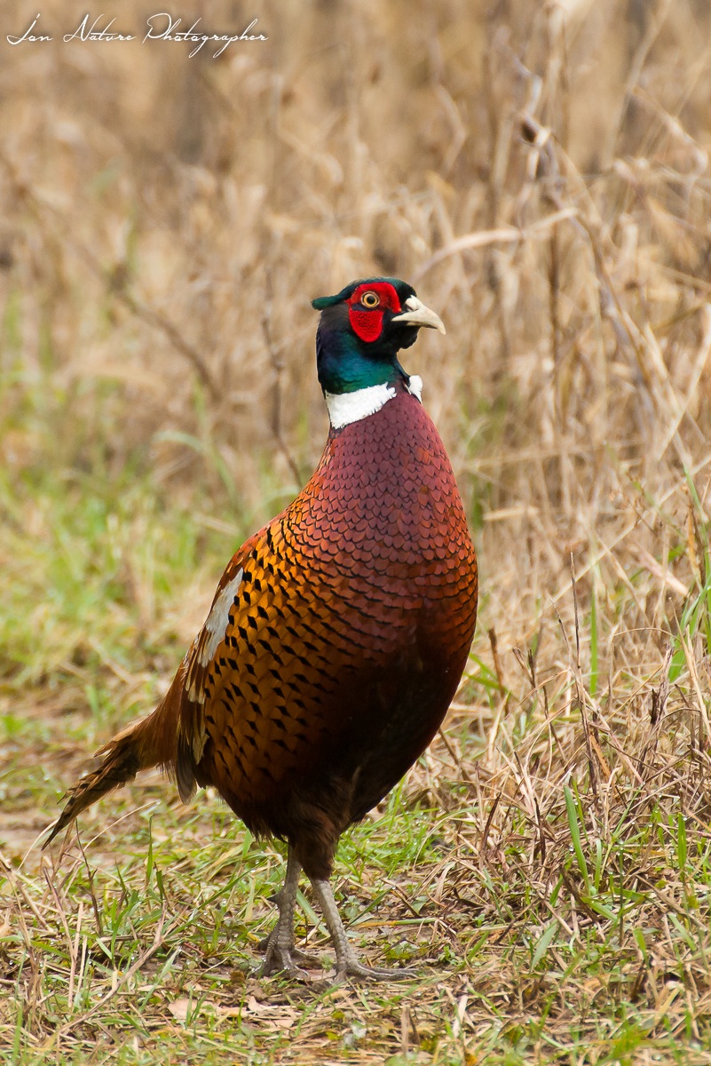 Fagiano comune maschio