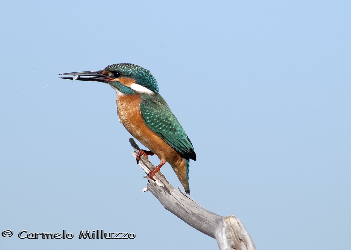 Martin, great little fisherman