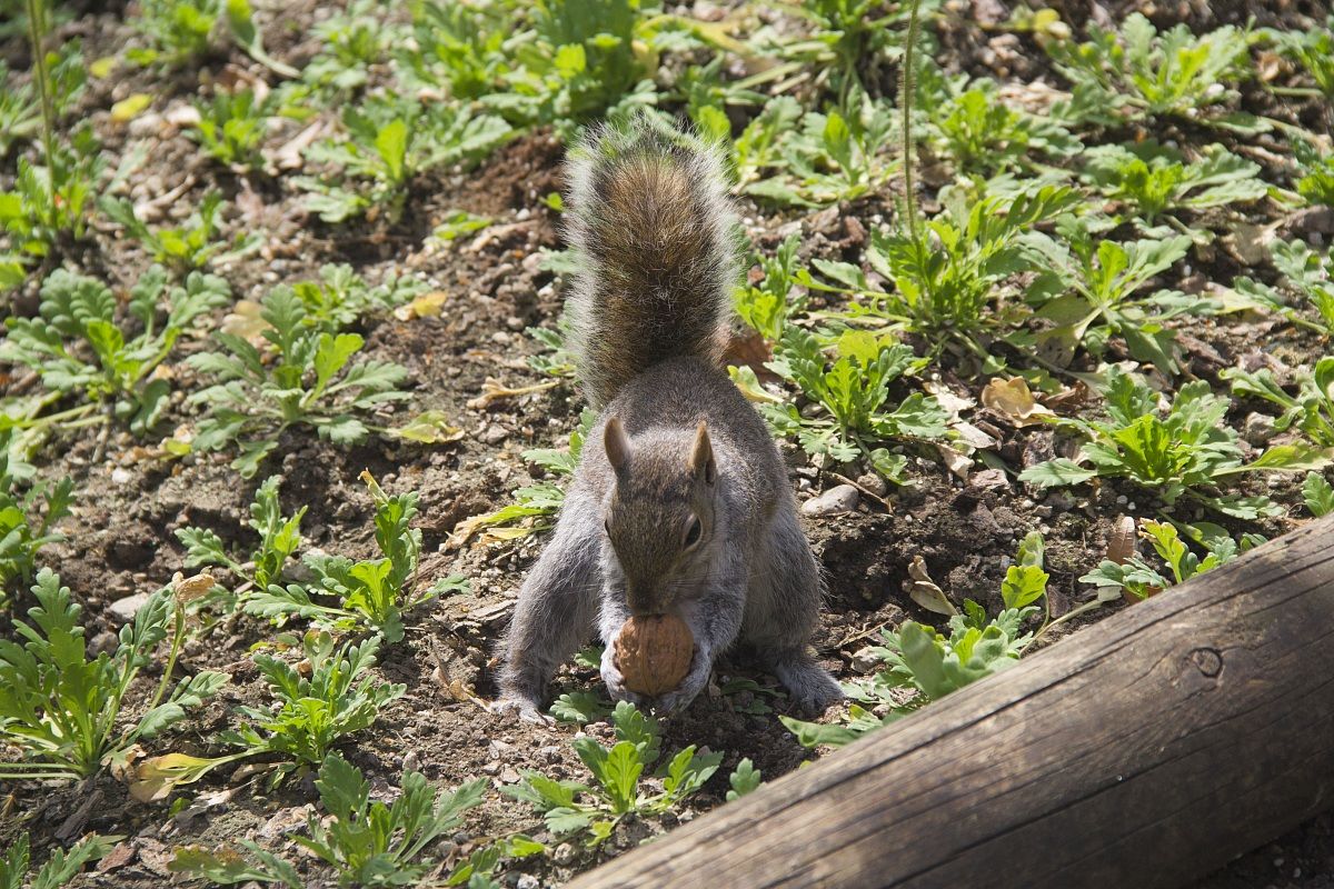 My walnut do not touch!