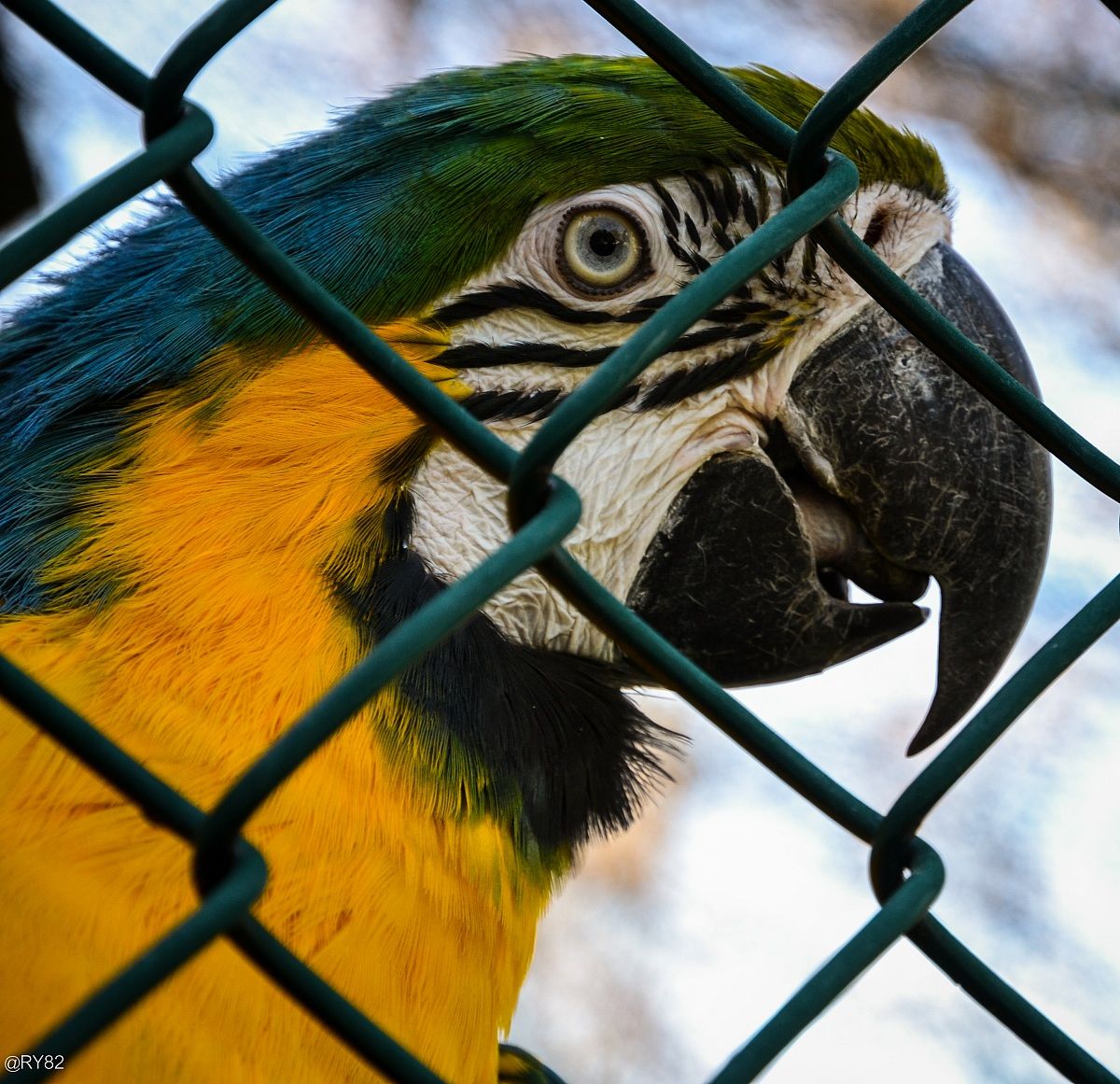 Guardami guardami...