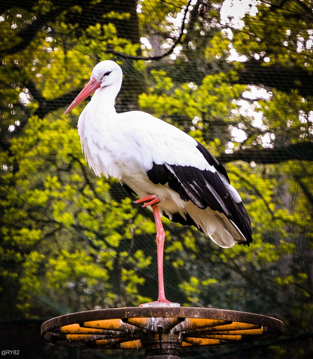 In equilibrio su una ruota