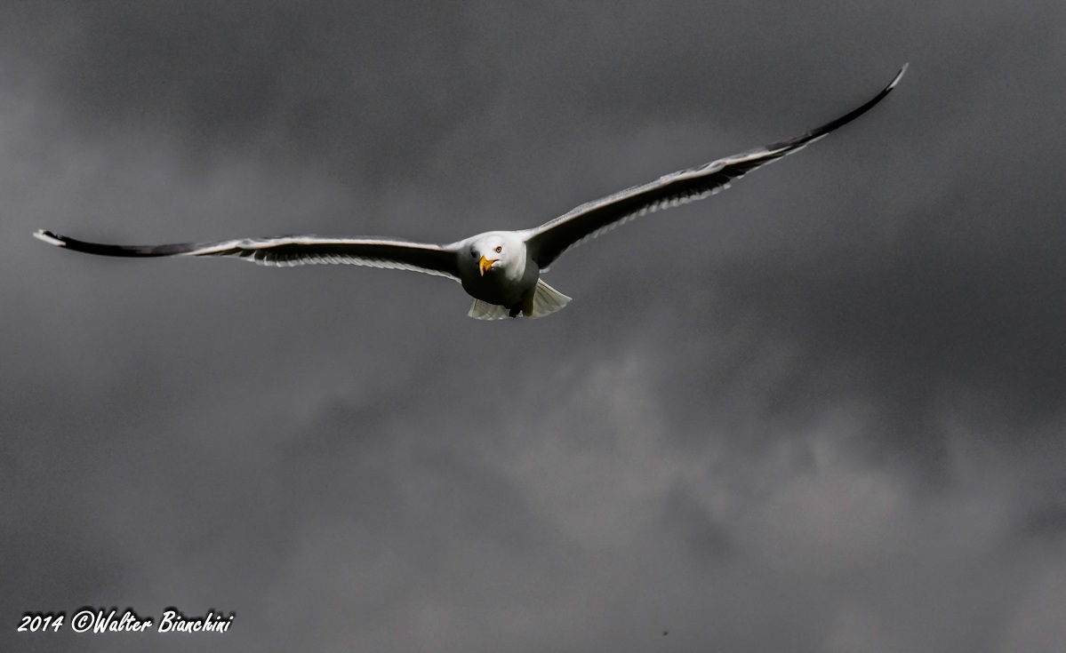 Gabbiano Reale in volo