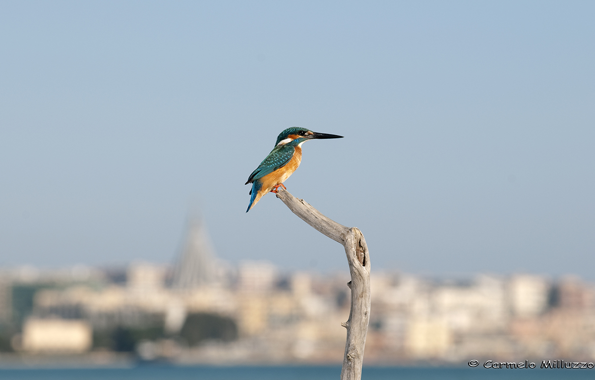 Kingfisher in Syracuse