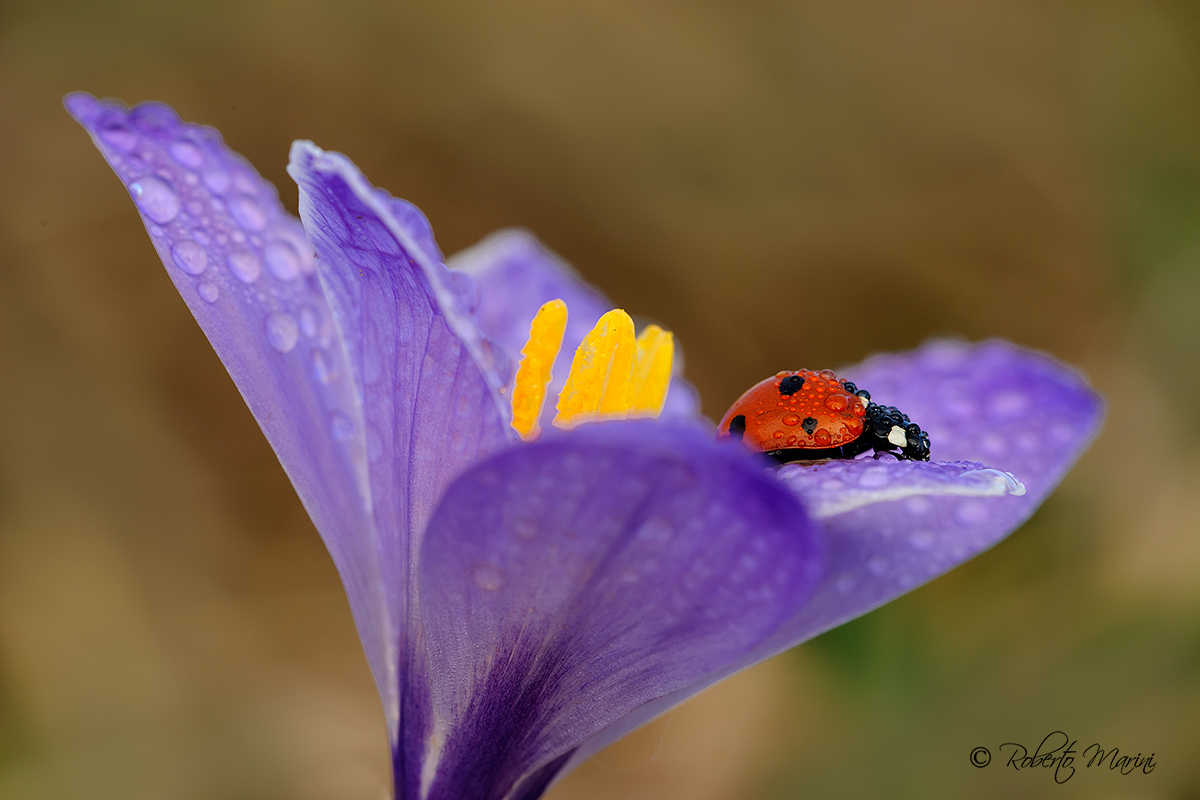 Ladybug & Crocus