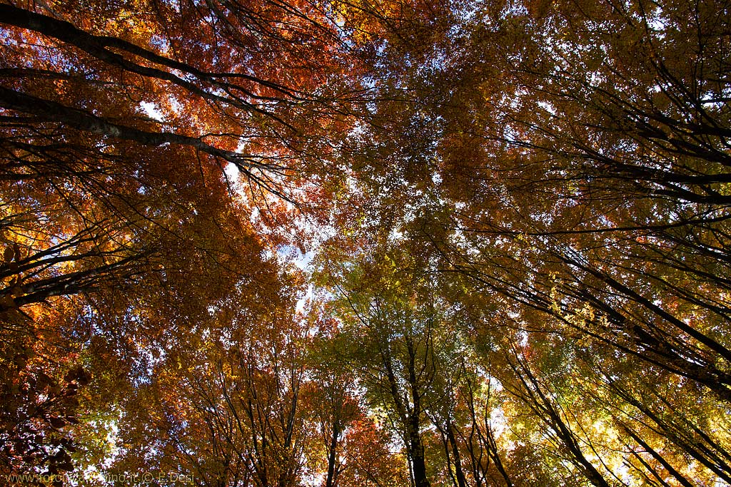 Al centro della faggeta