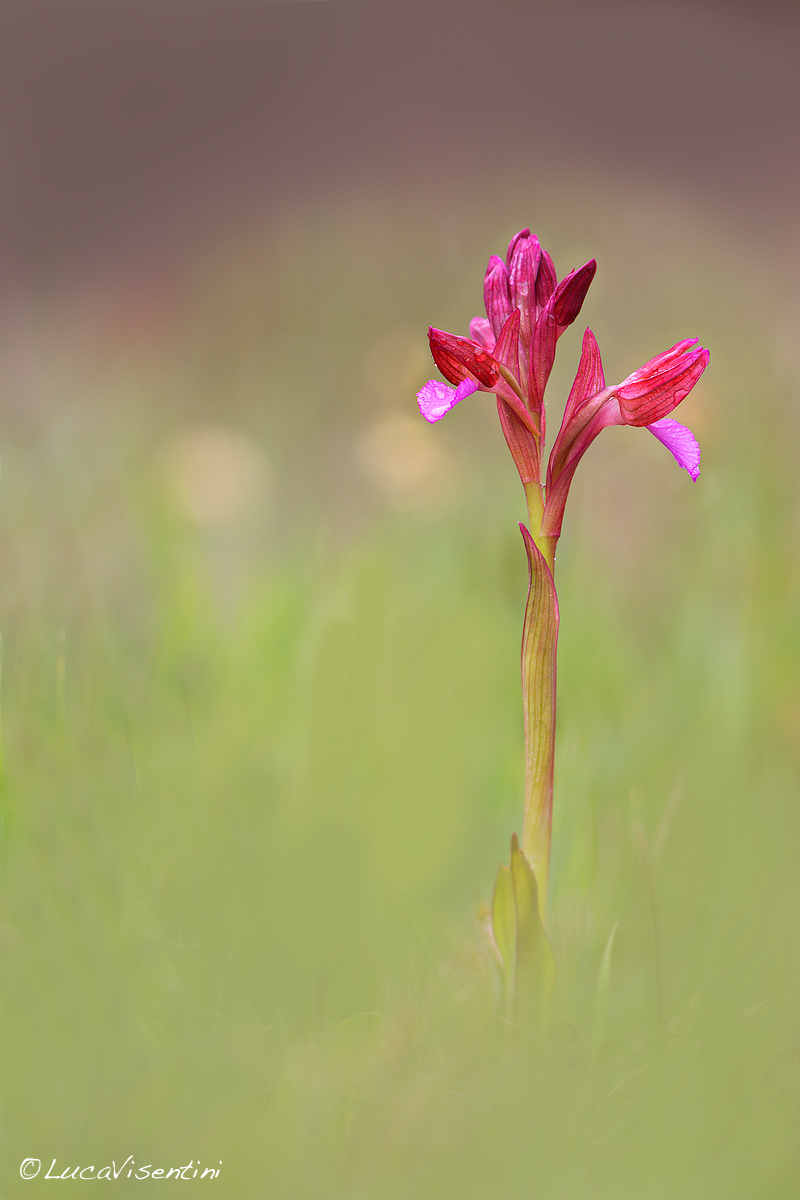 Anacamptis papilionacea