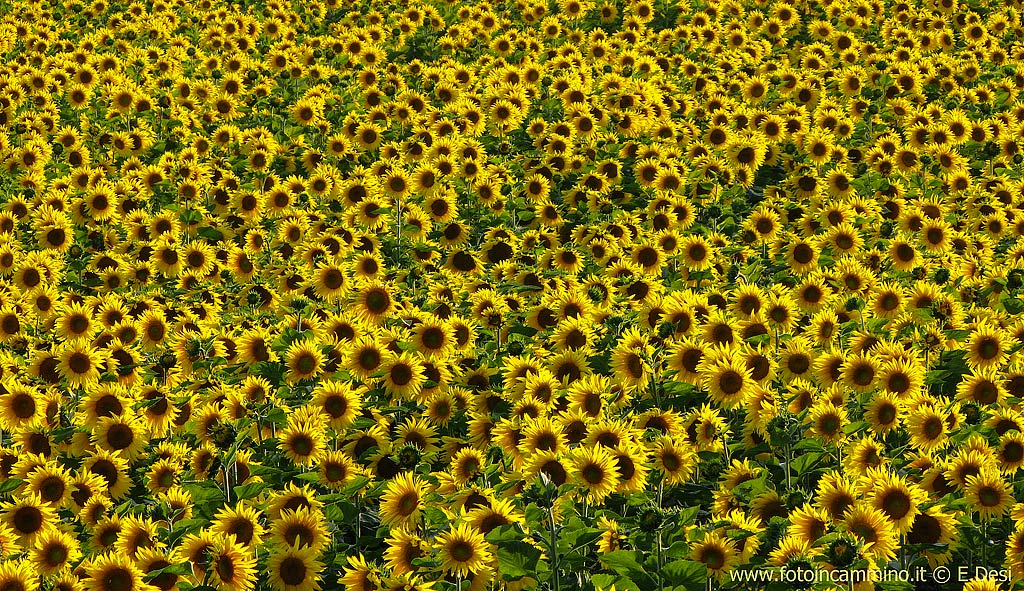 Un mare di girasoli
