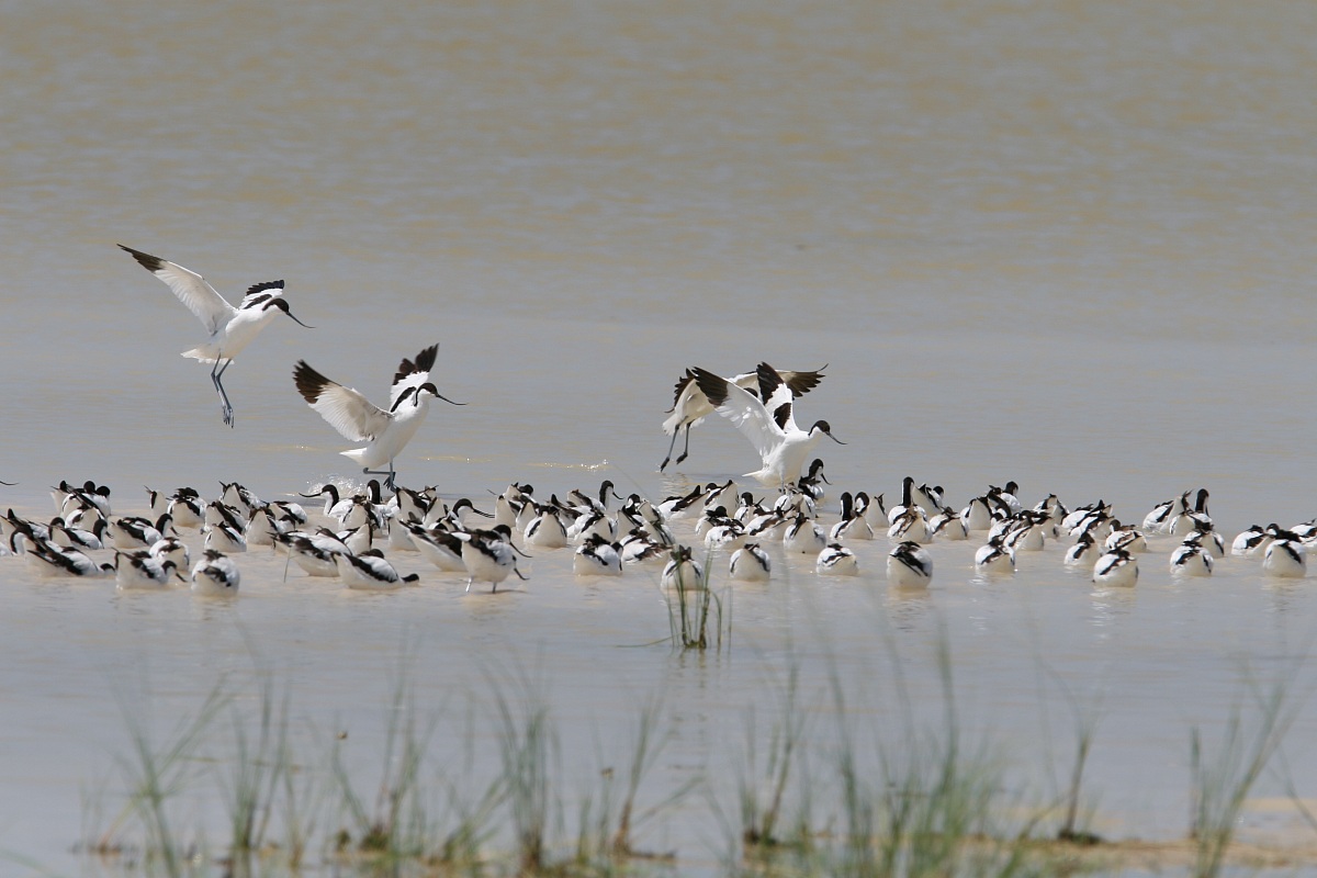 avocetta (Recurvirostra avosetta)