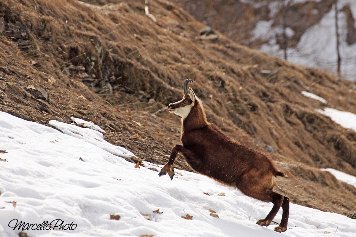 camoscio