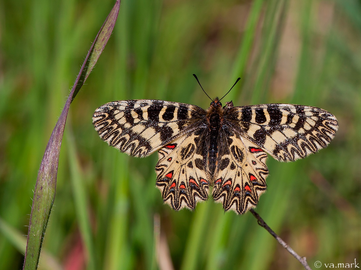 Zerynthia (Zerynthia) cassandra
