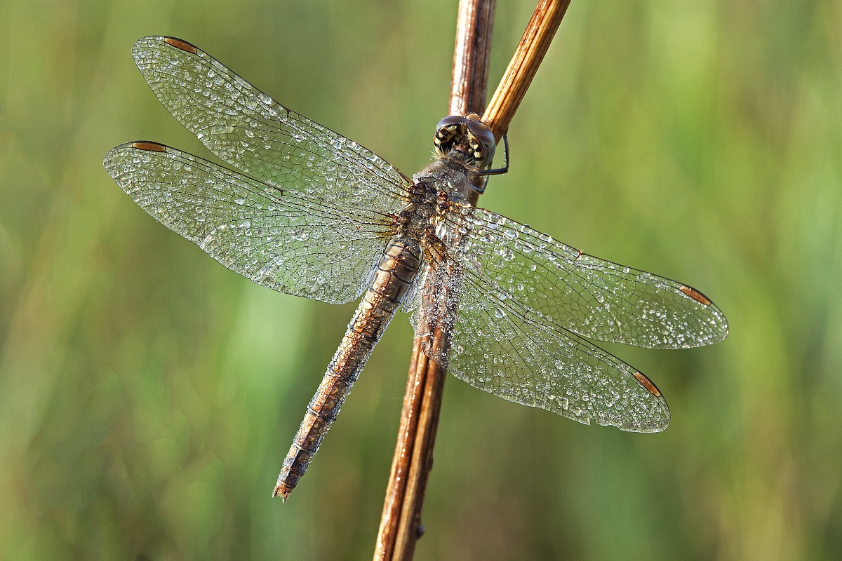 Dew on crystal wings