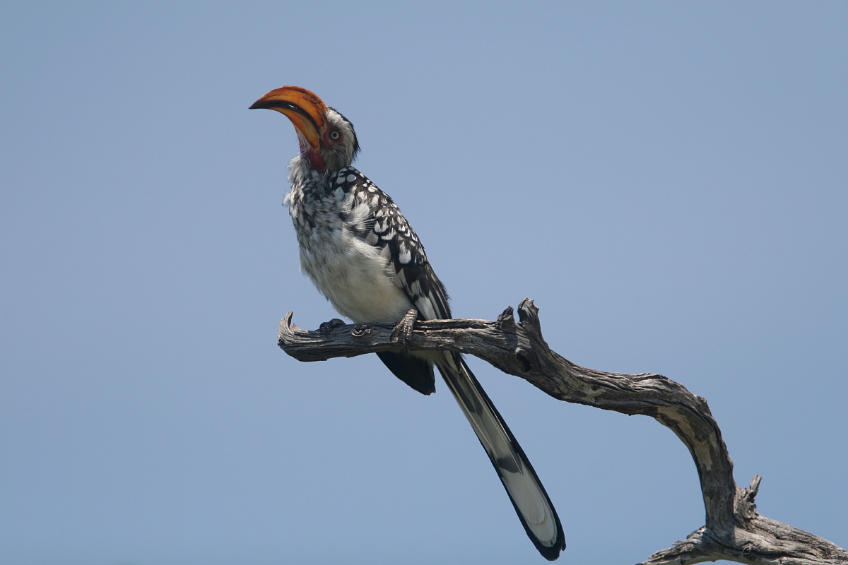 Bucero beccogiallo meridionale (Tockus rufirostris)