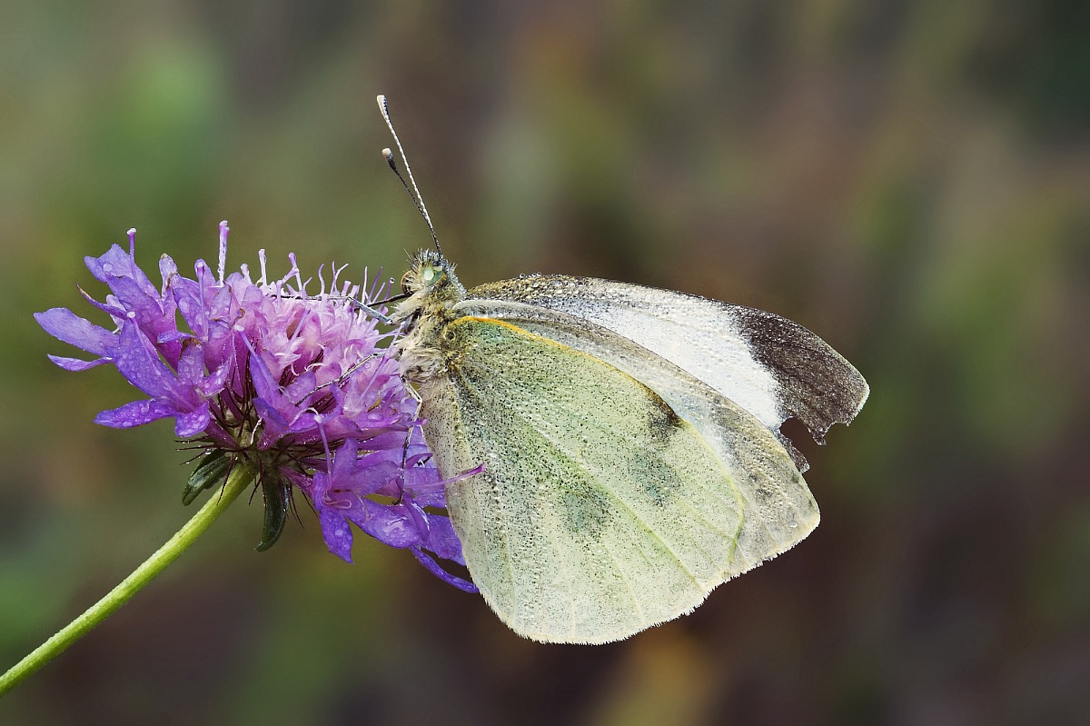 Lo devo trovare.... il titolo