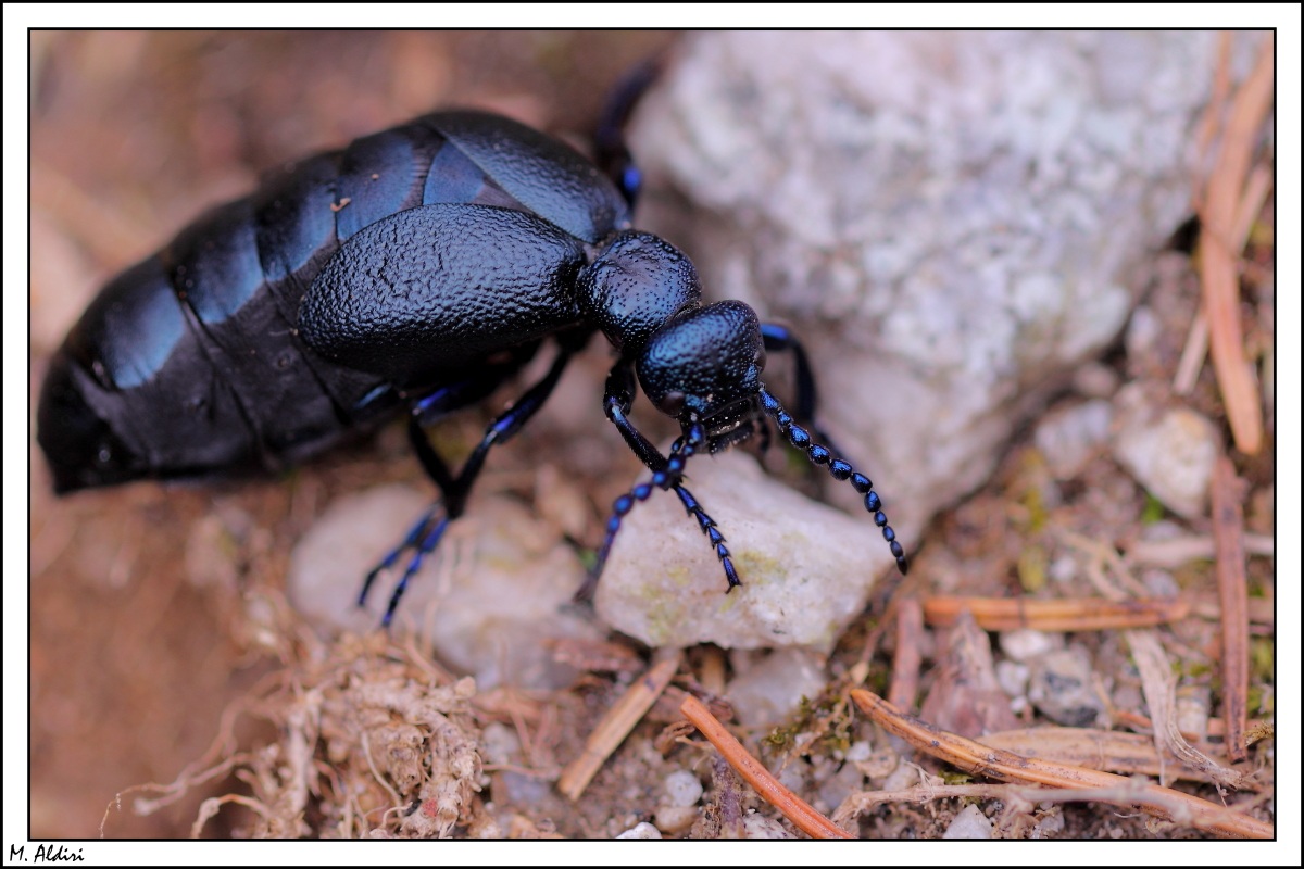 coleottero meloe proscarabaeus