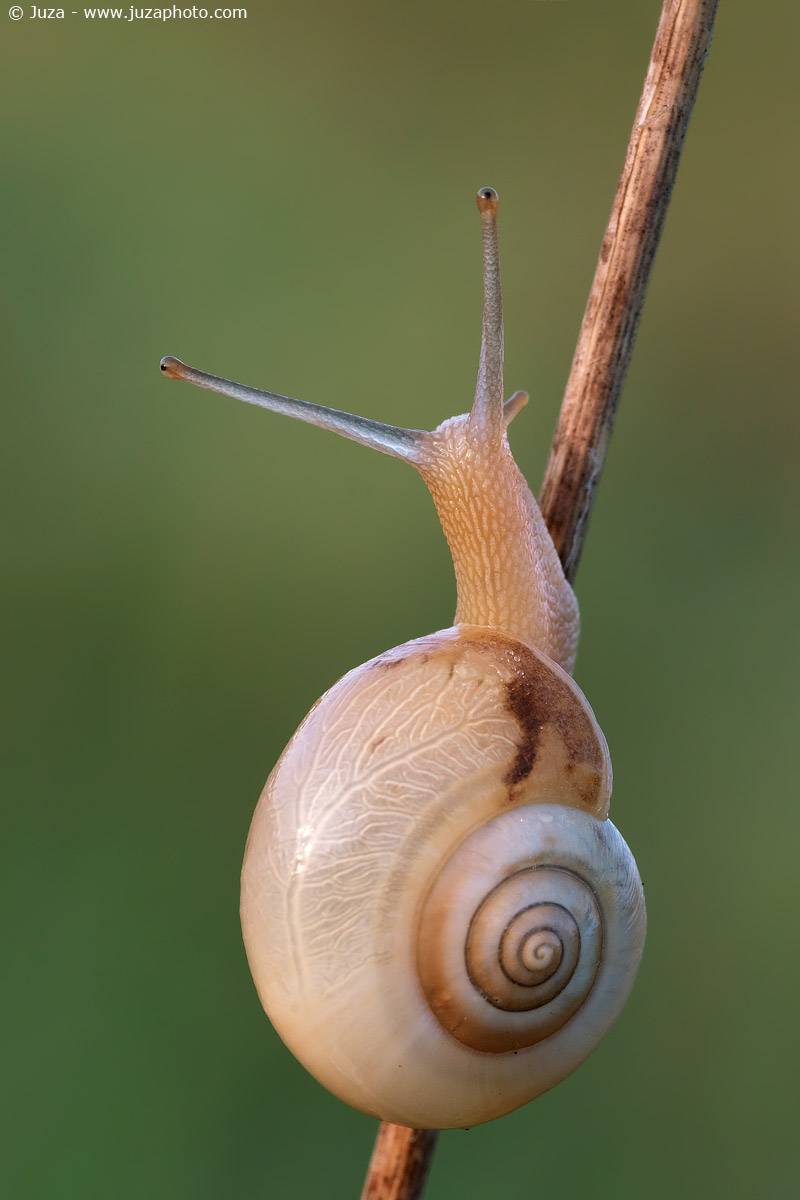 The first macro of the season (2014)