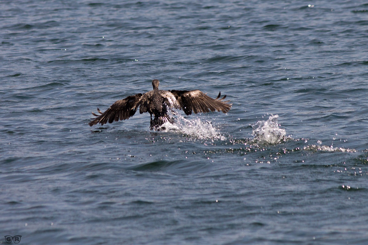 Cormorano che fugge