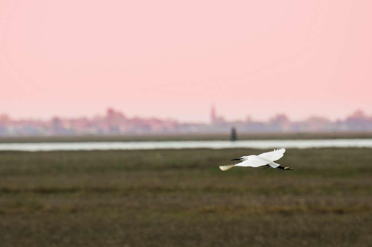 Little Egret Egretta