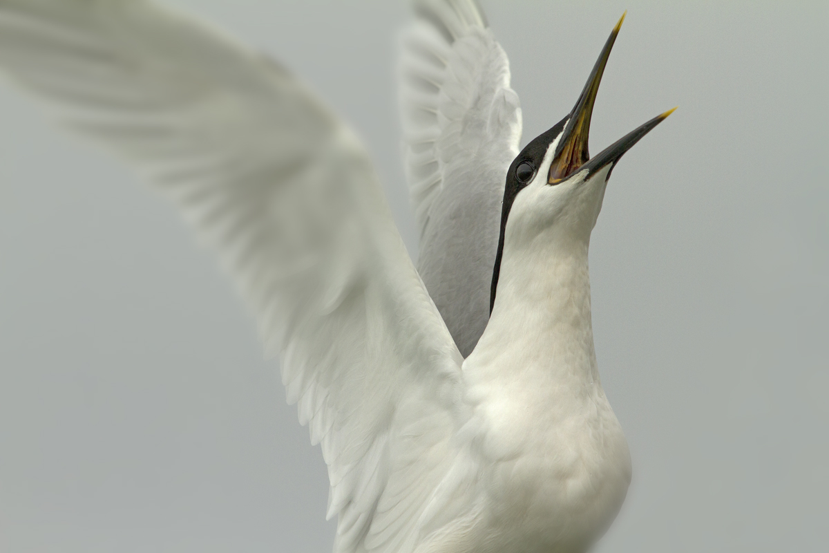 Sandwich Tern screaming