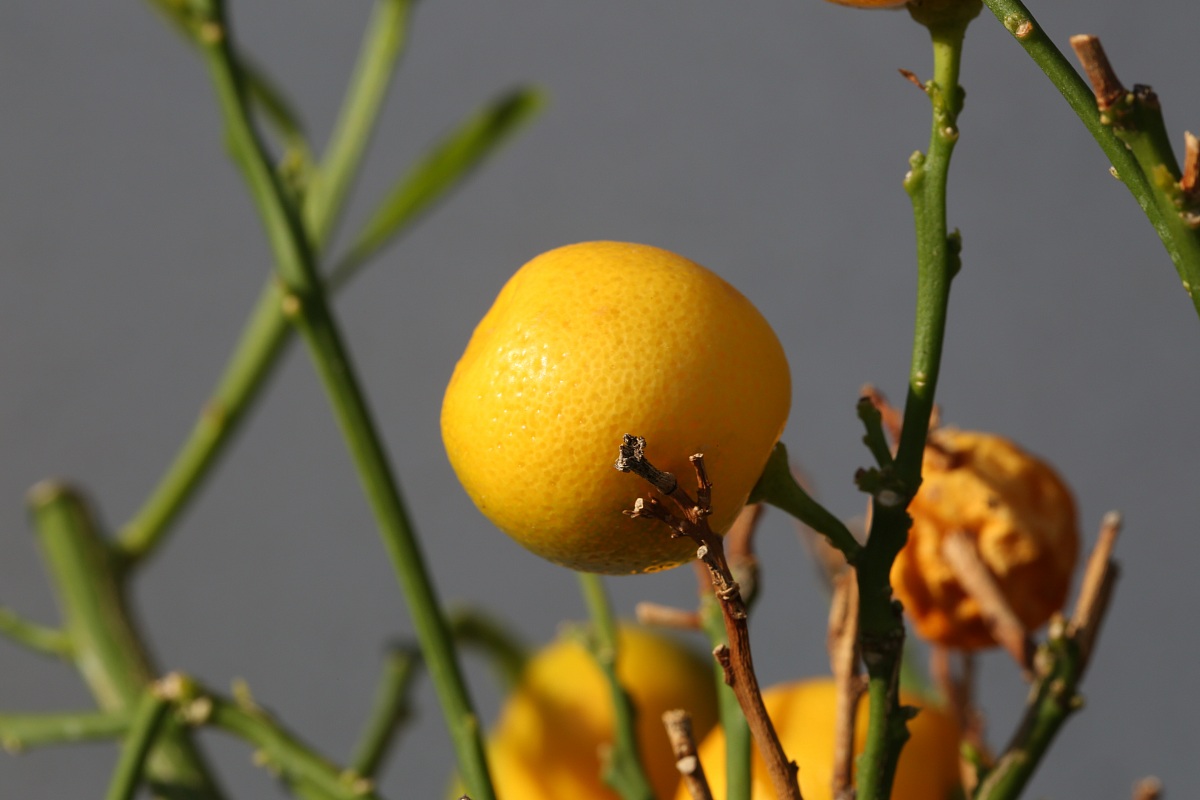 Citrus mitris calamondin