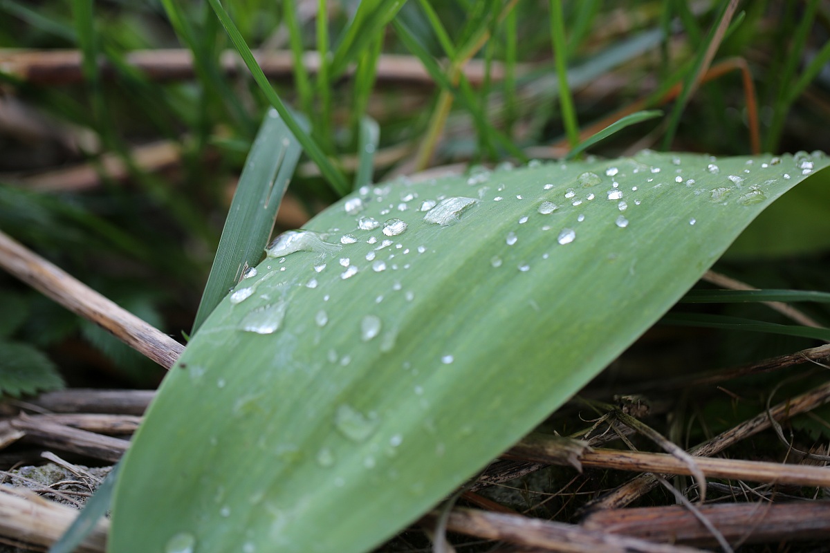 Gocce d'acqua su foglia