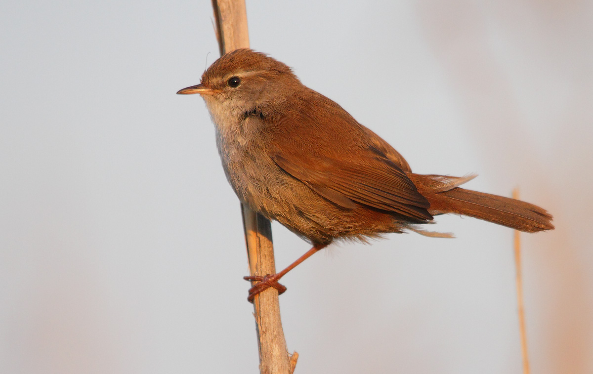 Cetti's Warbler at dawn