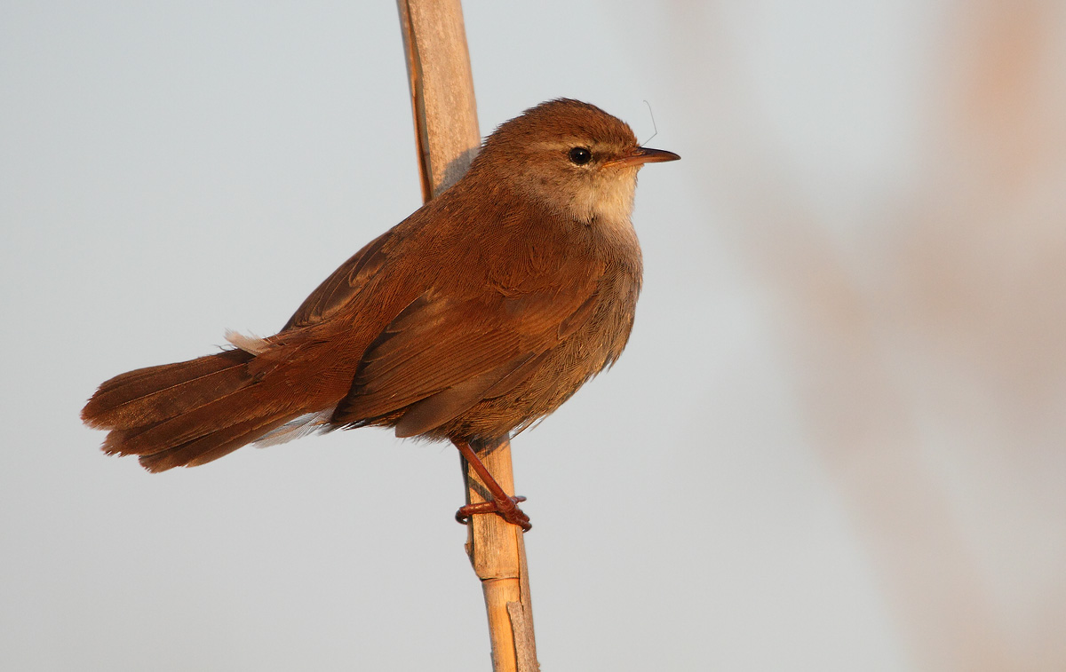 Cetti's Warbler at dawn