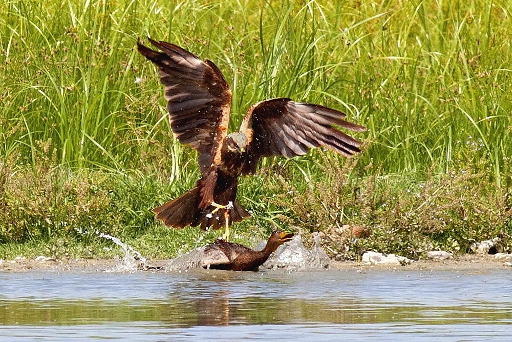 Il Terrore negli occhi!