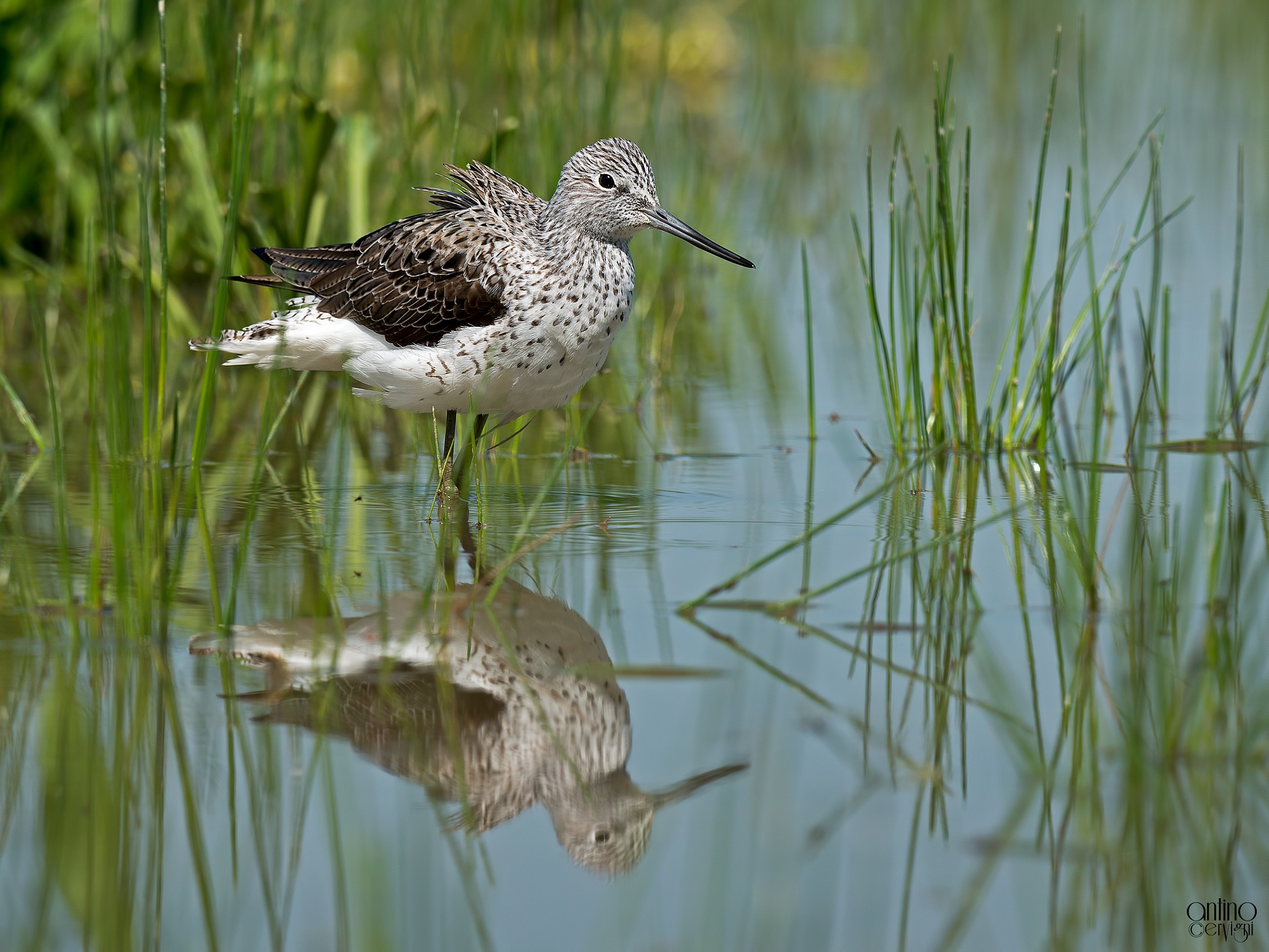 Greenshank