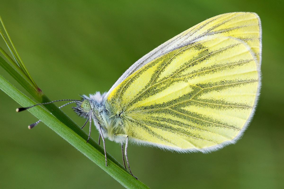 Pieris Napi