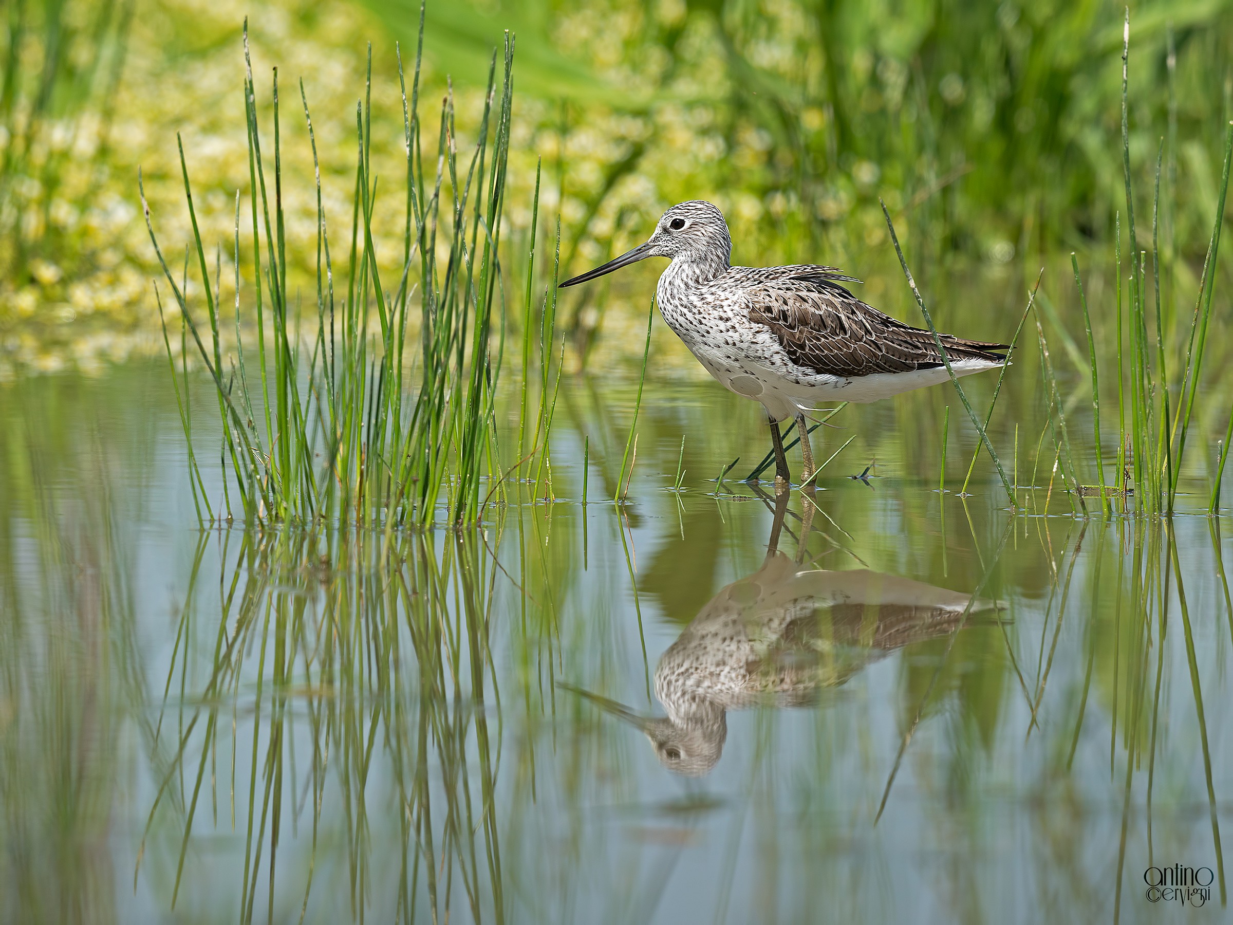 Greenshank 2