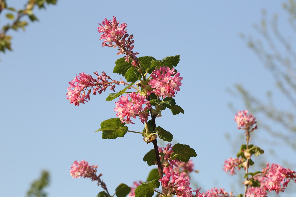 Ribes in fiore