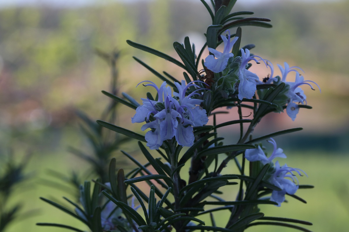 Rosmarino in fiore
