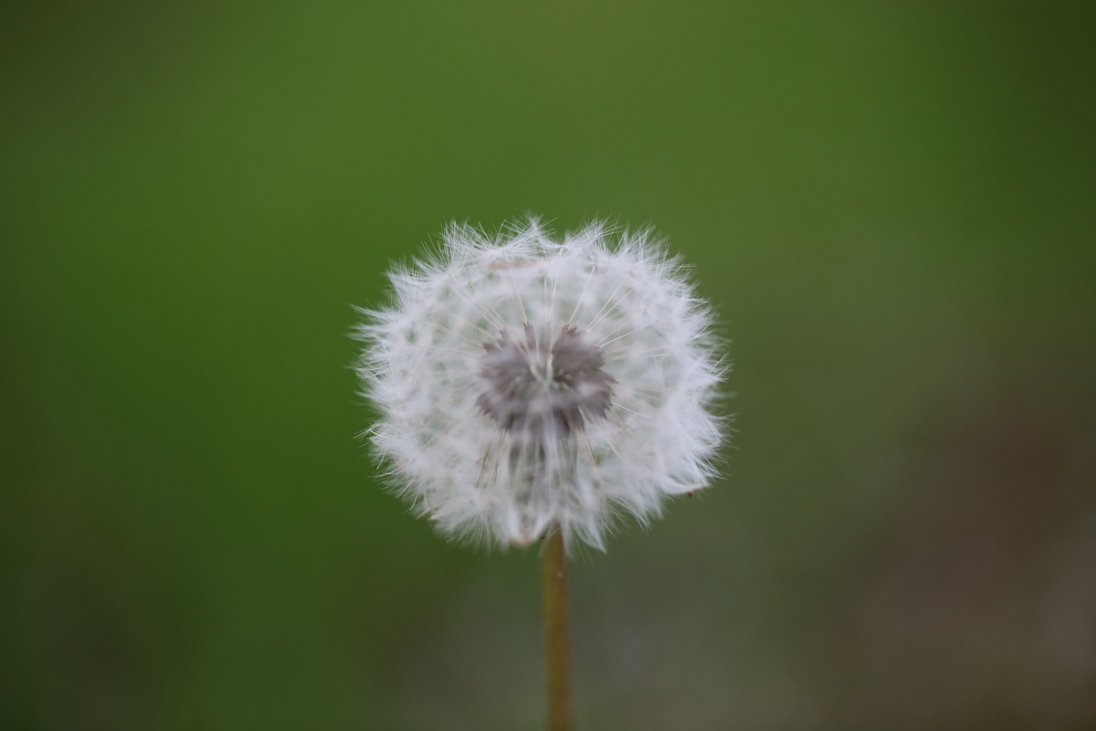 Tarassaco 2